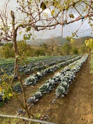 Huerto del agroturismo