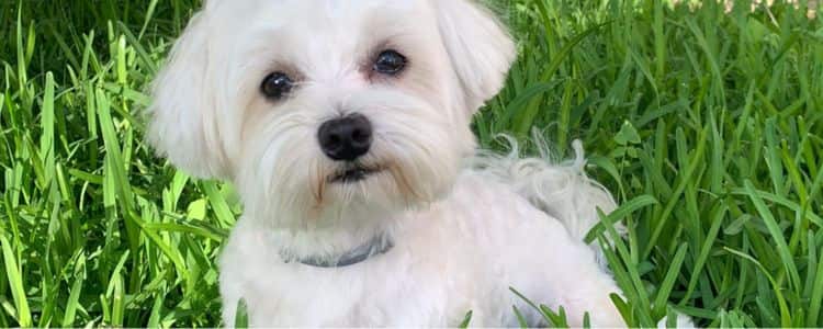 Un perrito blanco pequeño sobre césped