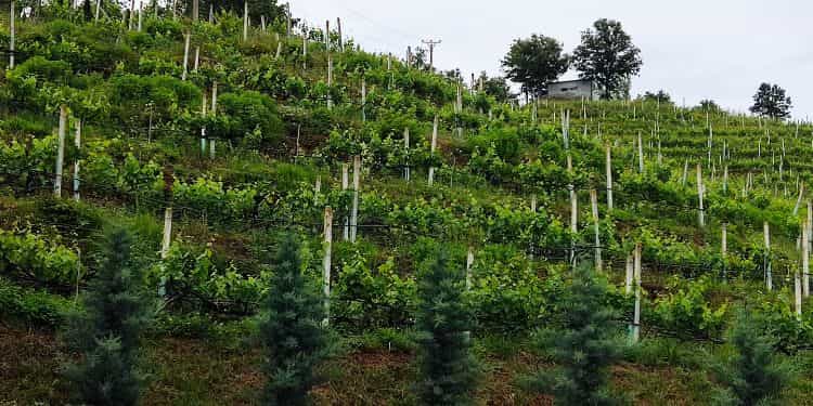 Viñedos del agroturismo Duka