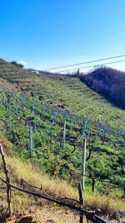 Viñedos de Duka