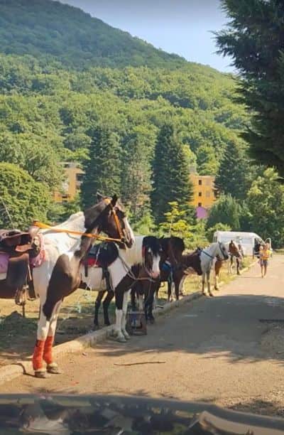 Caballos para excursiones en Dajti