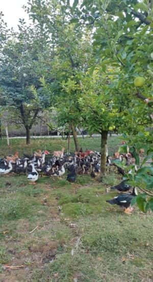 La vida rural en Albania es auténtica.