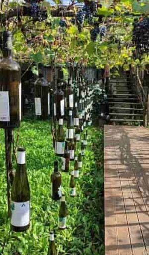 restaurante, bodega y espacios al aire libre
