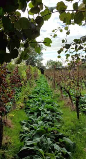 Agroturismo con restaurante